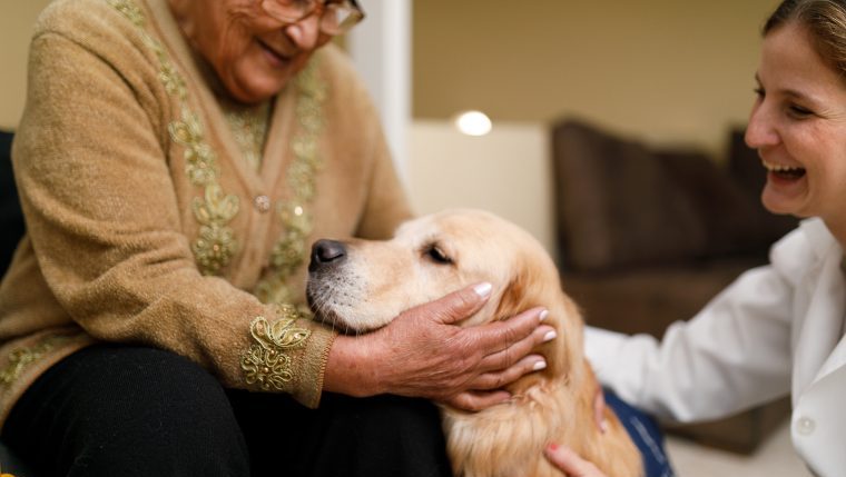 therapy dogs