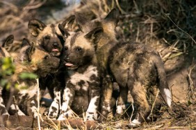 wild african dogs