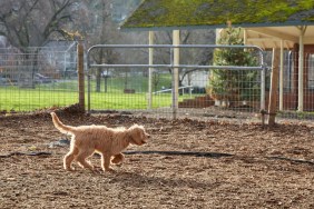 sacramento dog park