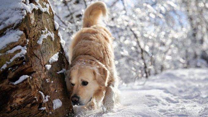 golden retriever