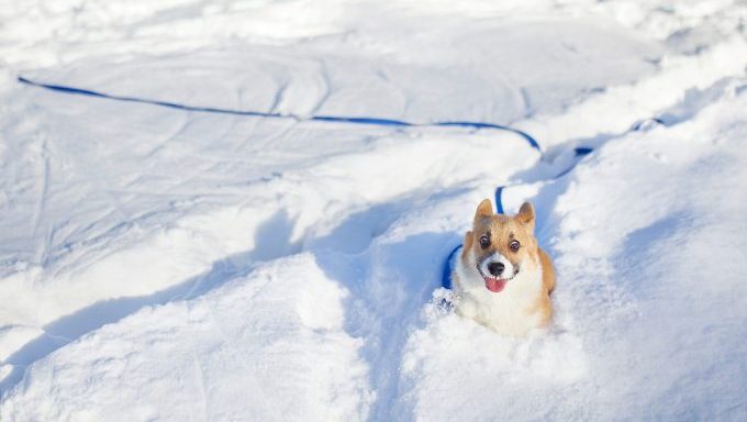 snow dog