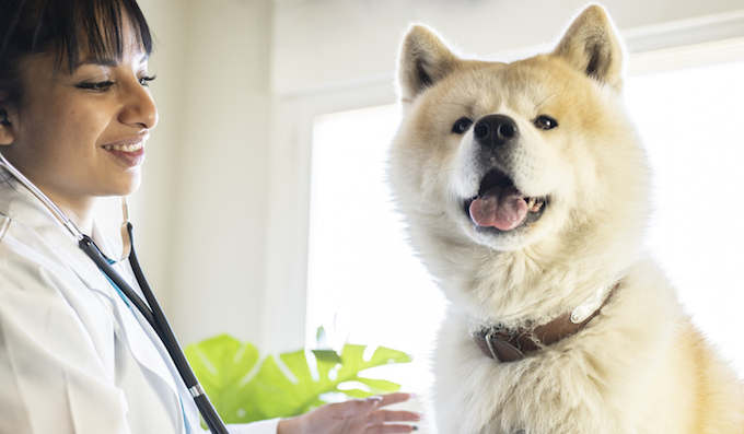 Female veterinarian examining a dog in her office who may have inflammatory skin disease