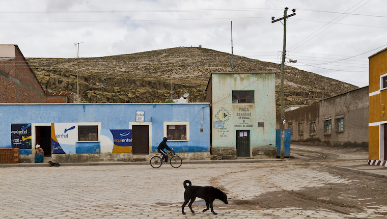 dogs bolivia