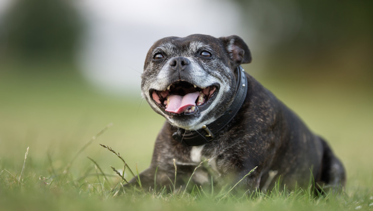 old staffordshire bull terrier lying on grass outside forever home