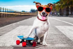 amazing dog videos