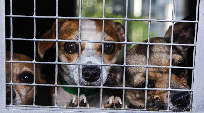 dogs rescued slaughterhouse