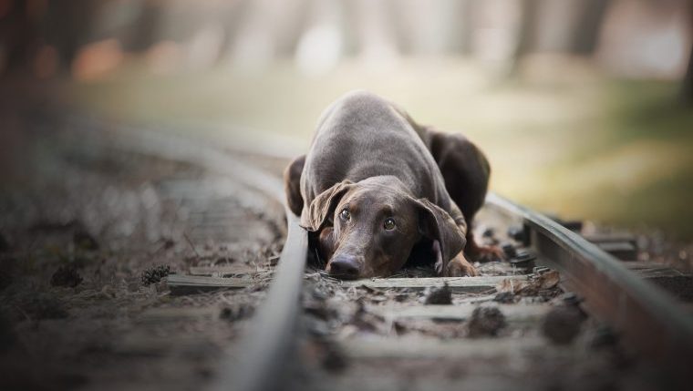 injured dog