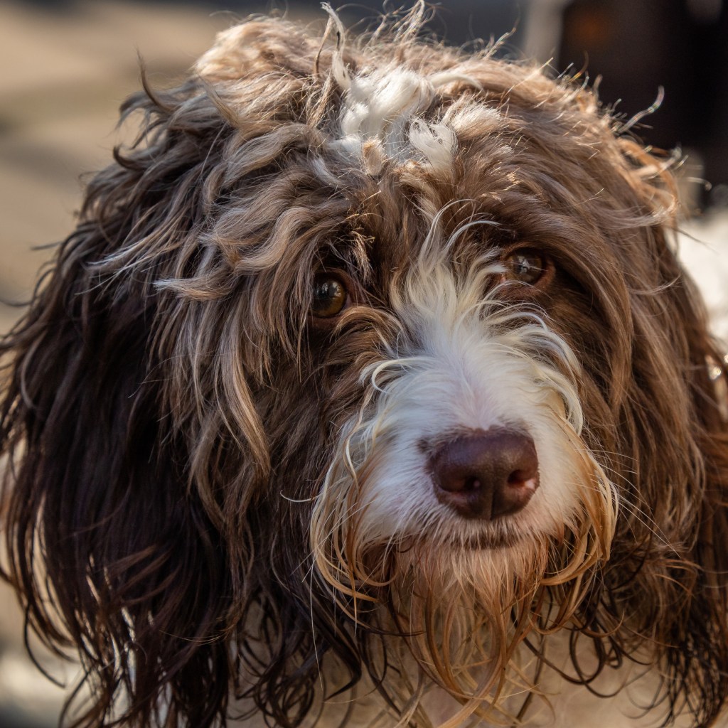 Springerdoodle picture