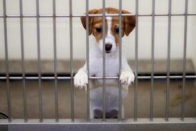 puppy euthanized
