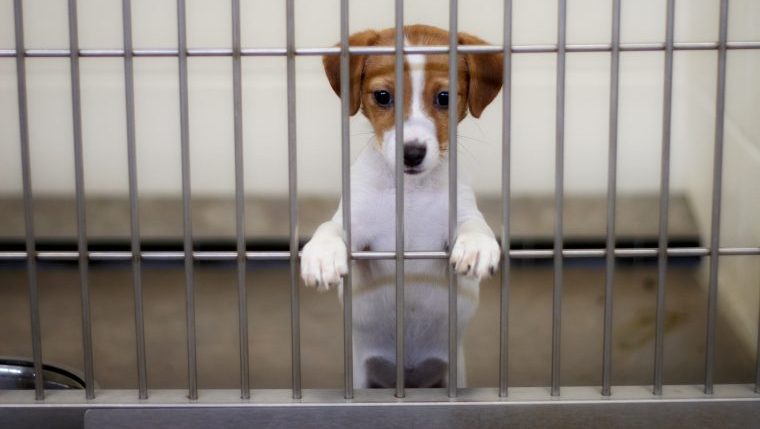 puppy euthanized