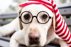 humane society waylon
