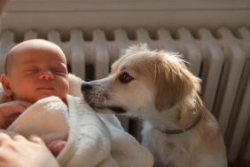 dog twins tiktok