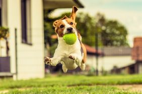 dog videos
