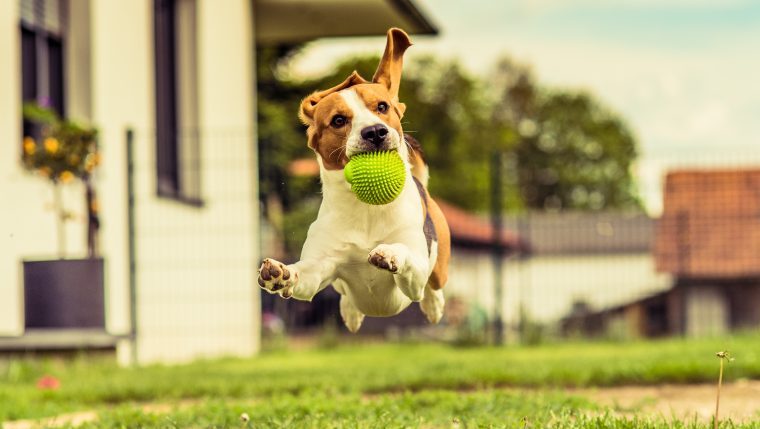 dog videos