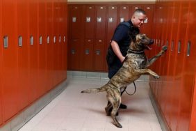 school therapy dog