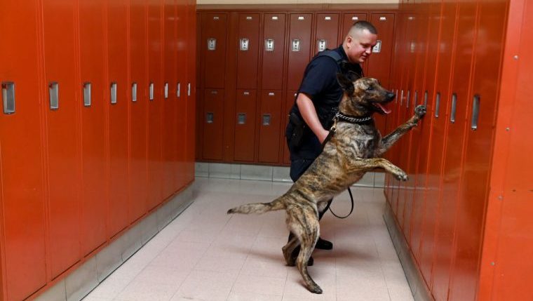 school therapy dog