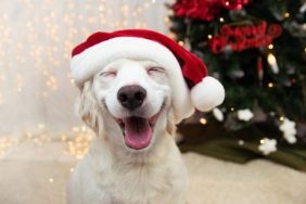 dog videos