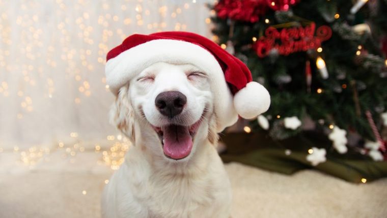 dog videos