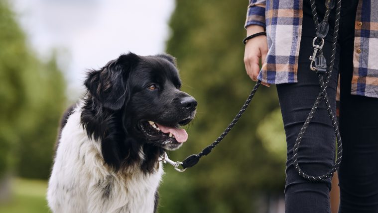 heroic dog