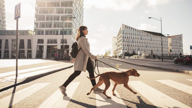 dog walker