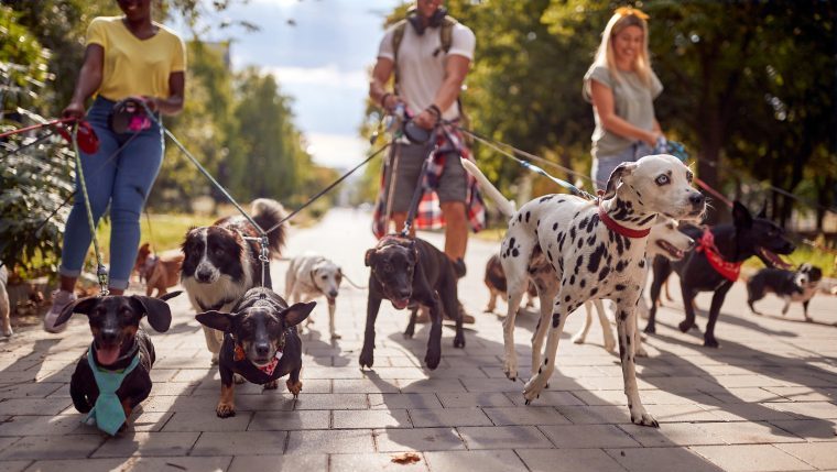 dog walking