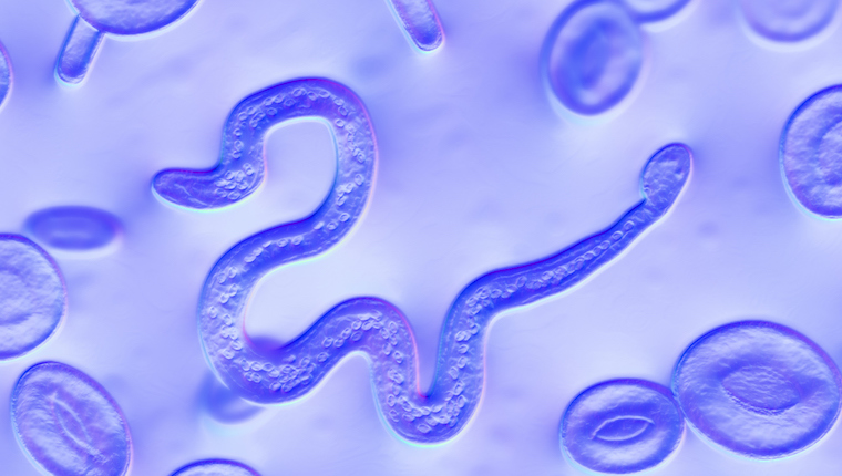 parasite