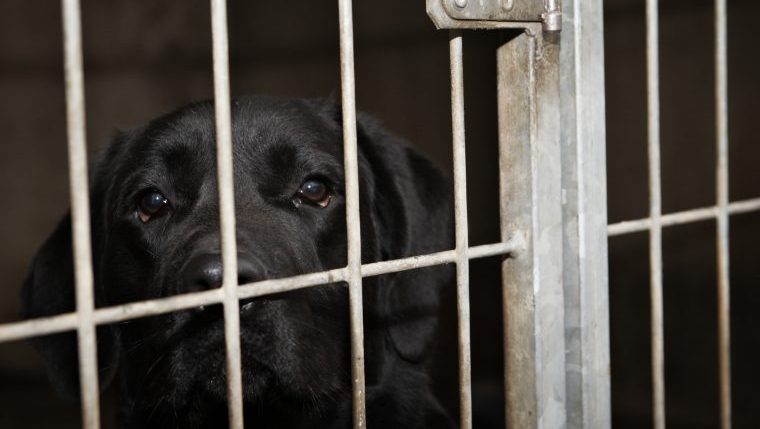 labrador