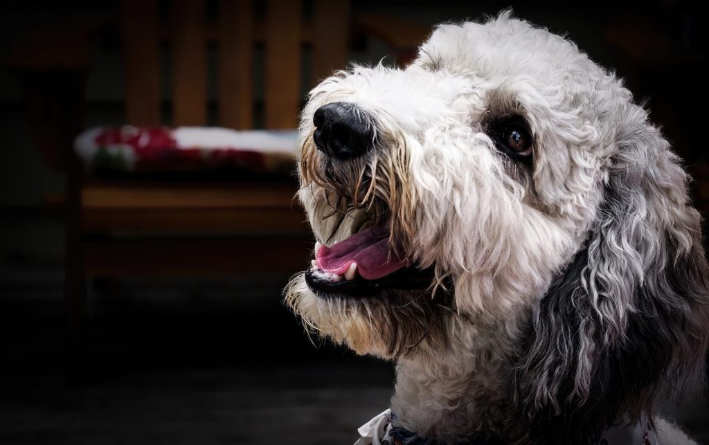Springerdoodle picture