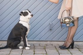 stray dog instagram influencer