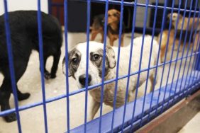 Wisconsin Humane Society dogs breeding facilities