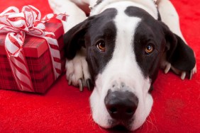 holiday gift guide dog