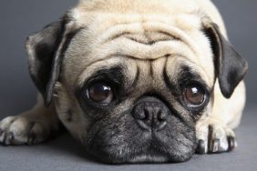 noodle the pug