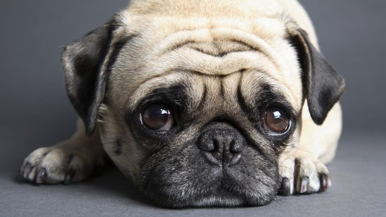 noodle the pug