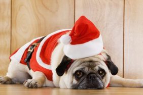 pug