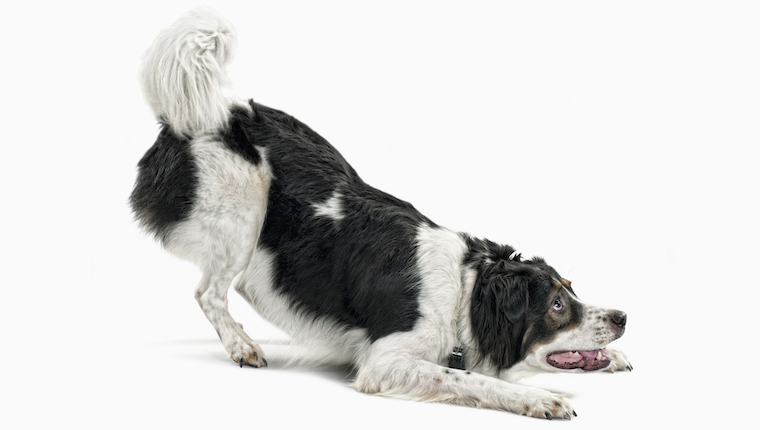 playing dog
