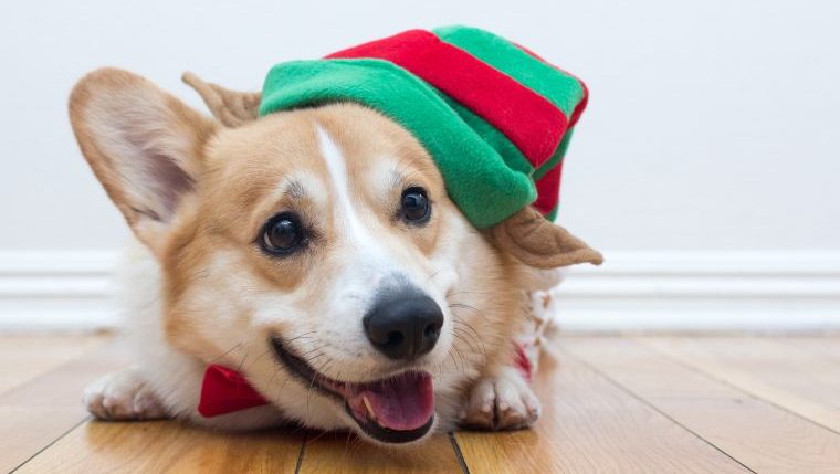 elderly dog