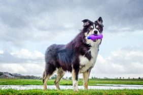 border collie