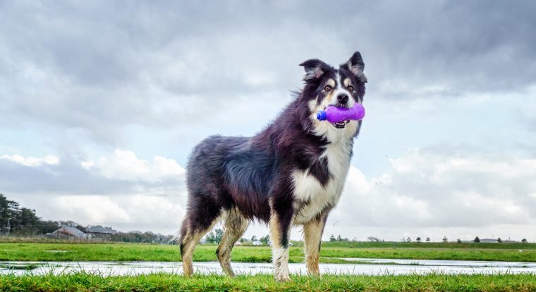 border collie