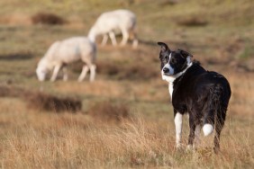 sheepdog