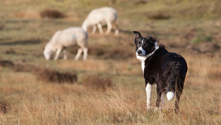 sheepdog