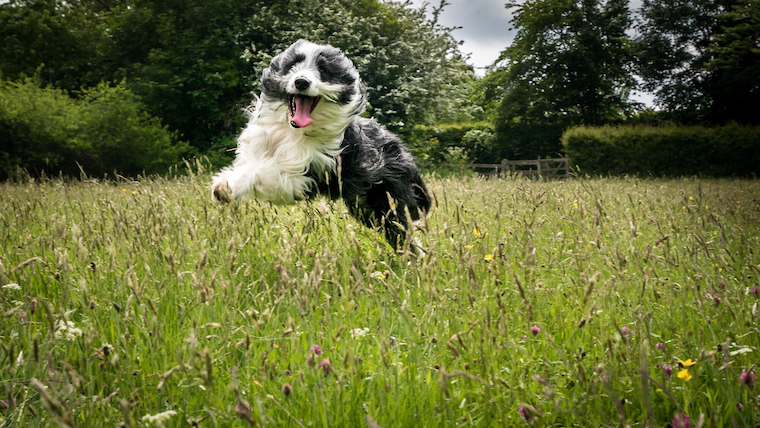 reactive dog