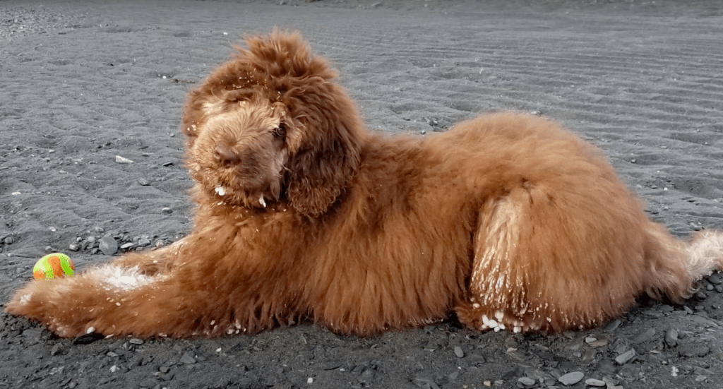 Ginger colored Newfypoo, also called the Newfiedoodle, with a ball.