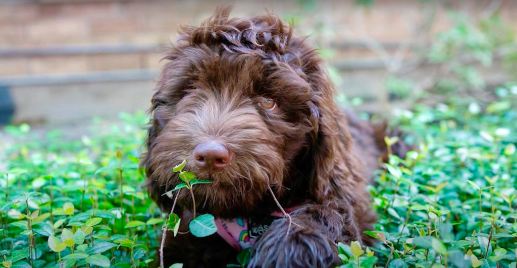 brown Newfypoo or Newfiedoodle puppy in the grass