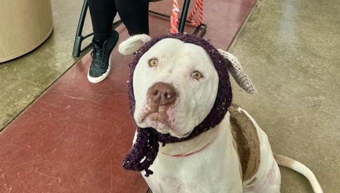 knitted ears