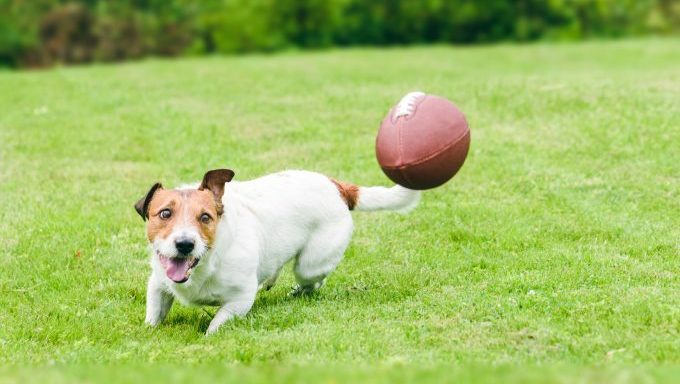 puppy bowl