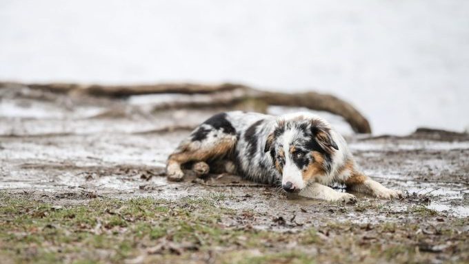 australian shepherd