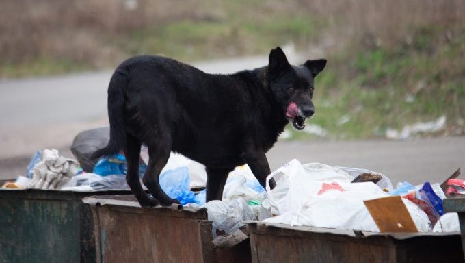 abandoned dog