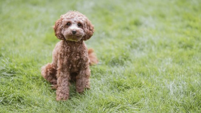 cavapoo