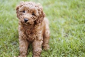 cavapoo