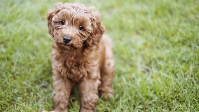 cavapoo